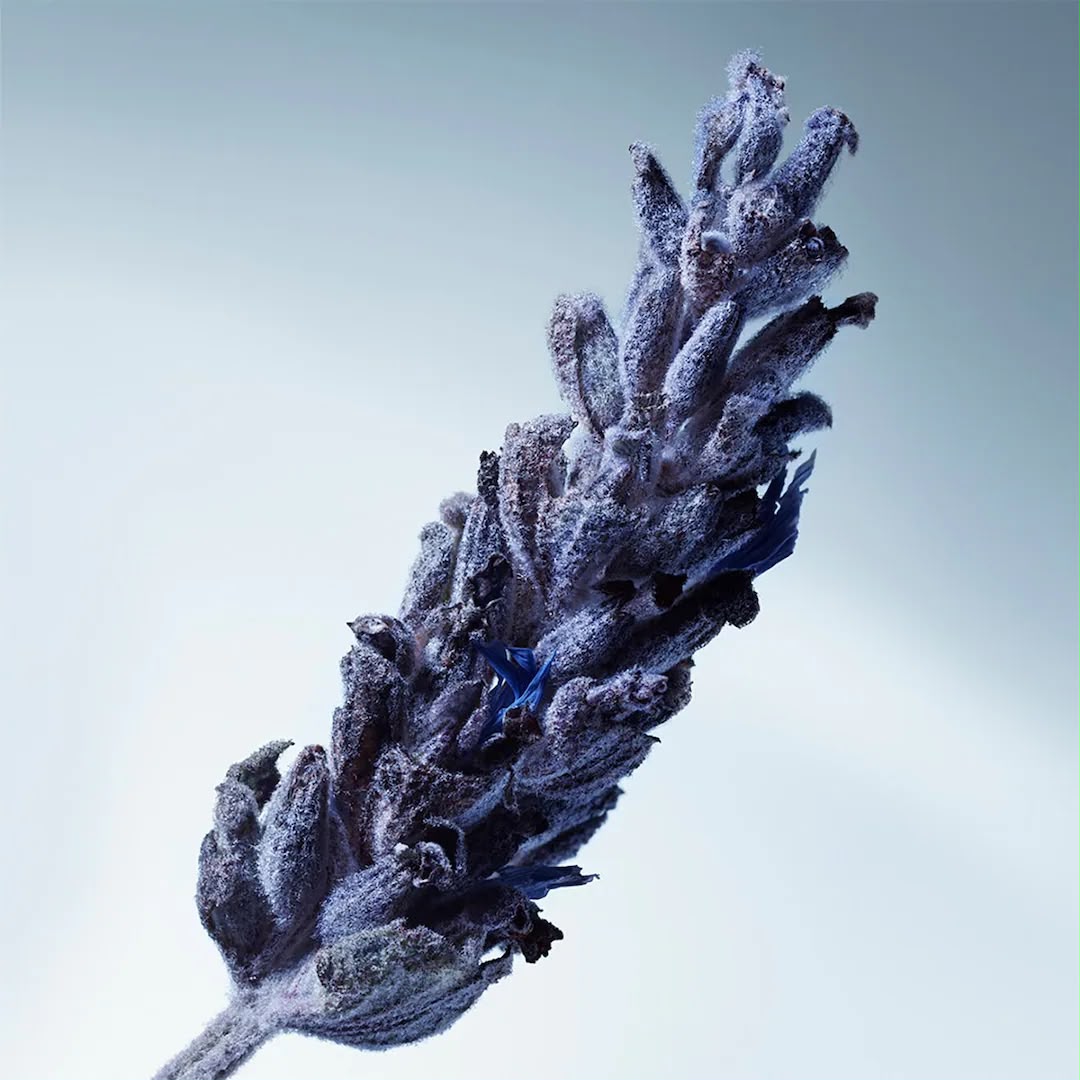 MATIERE PREMIERE Metal Lavender Eau de Parfum