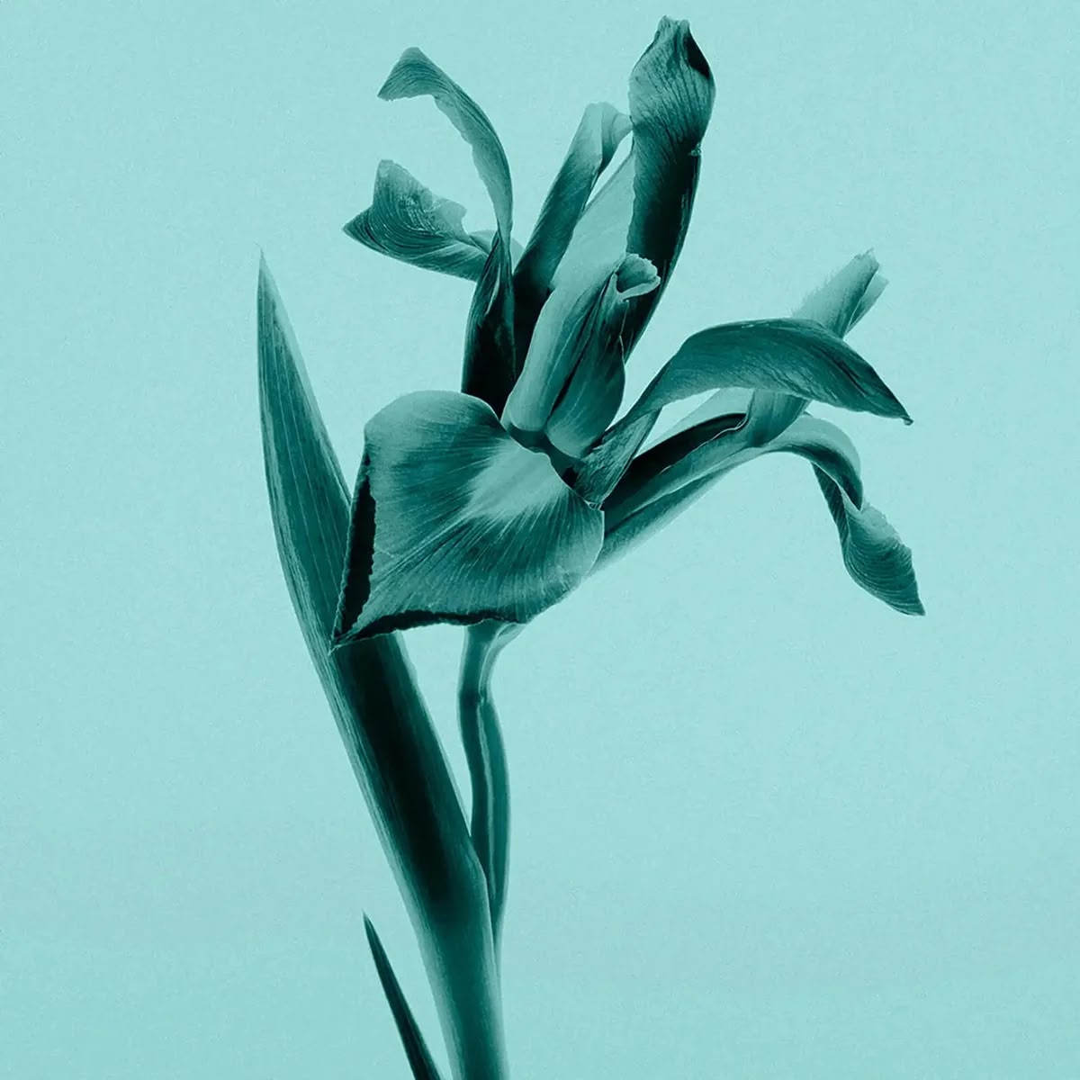 TIFFANY & CO. INTENSE