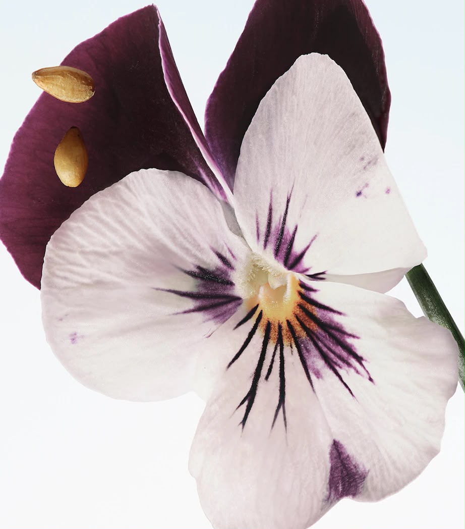 DRIES VAN NOTEN Velvet Violet