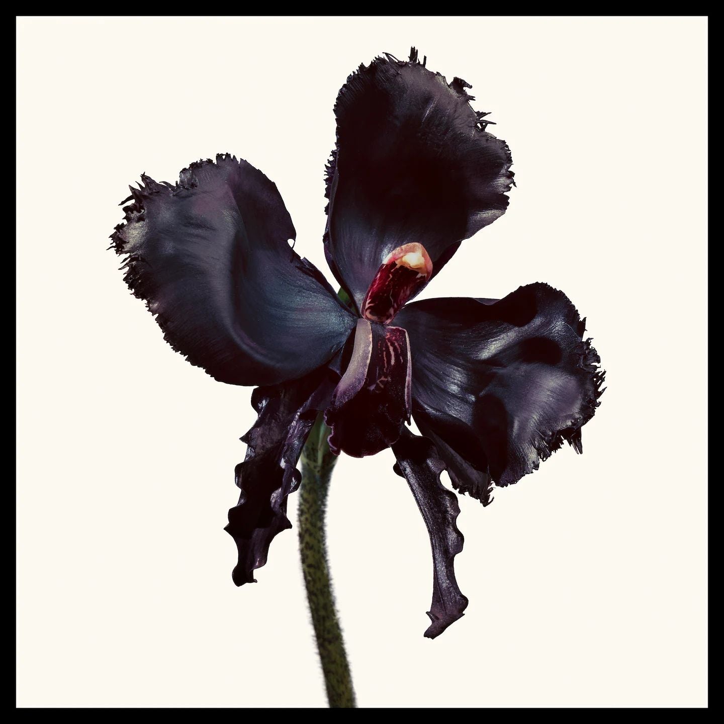 TOM FORD Black Orchid Reserve Parfum