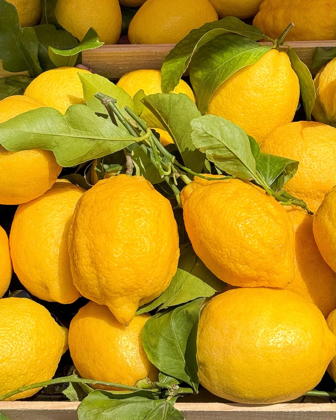 BDK PARFUMS Citrus Riviera